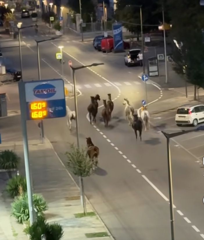 I cavalli sciolti per le strade di Alba I cavalli sciolti per le strade di Alba