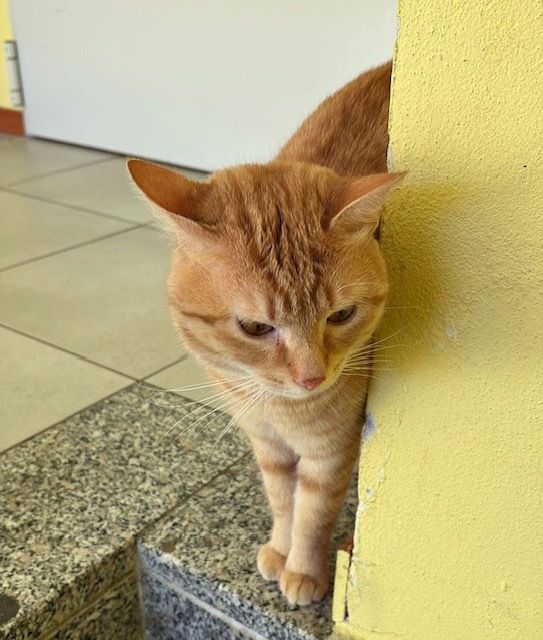 A Roccabruna si cerca il tenerissimo micio Leo, scomparso da quasi un mese