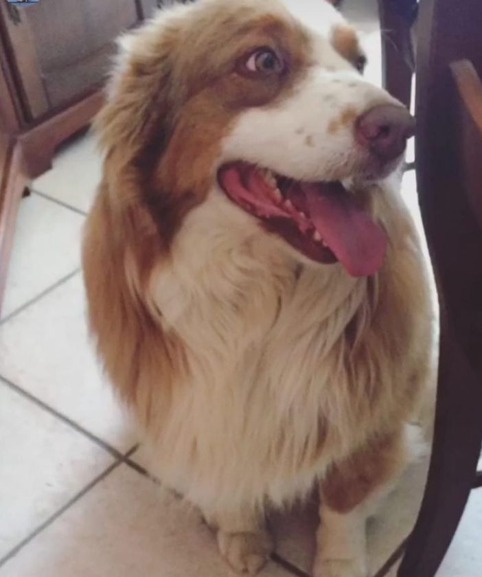 Smarrito un cane australian sheperd a Confreria