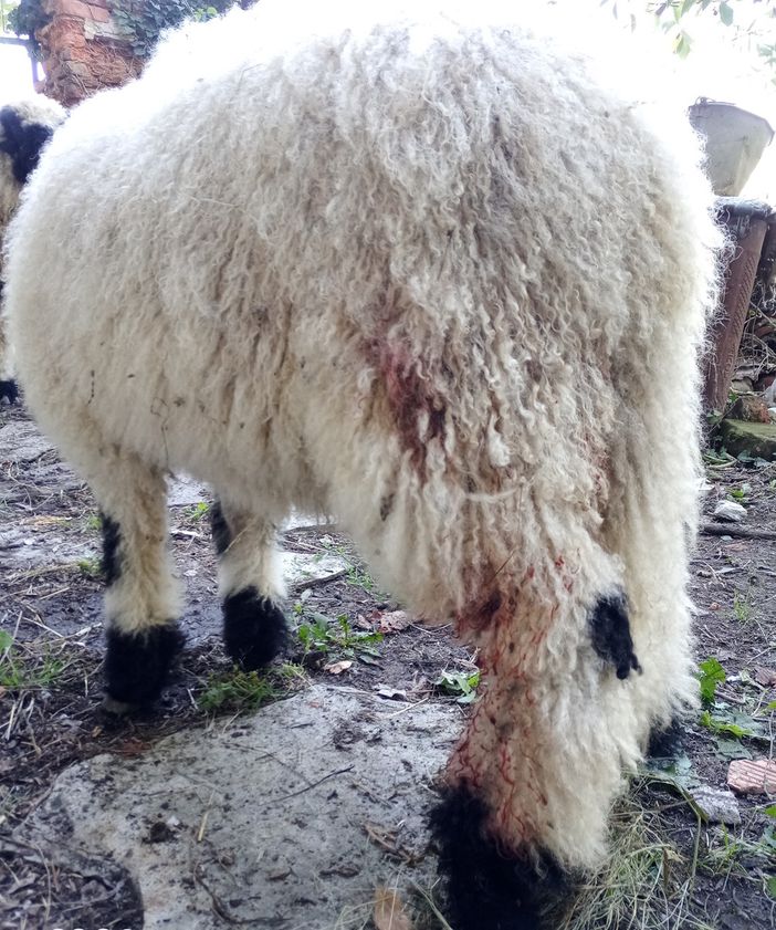 Torna a casa, sulle colline di Dronero, e trova un agnello sbranato e un altro ferito