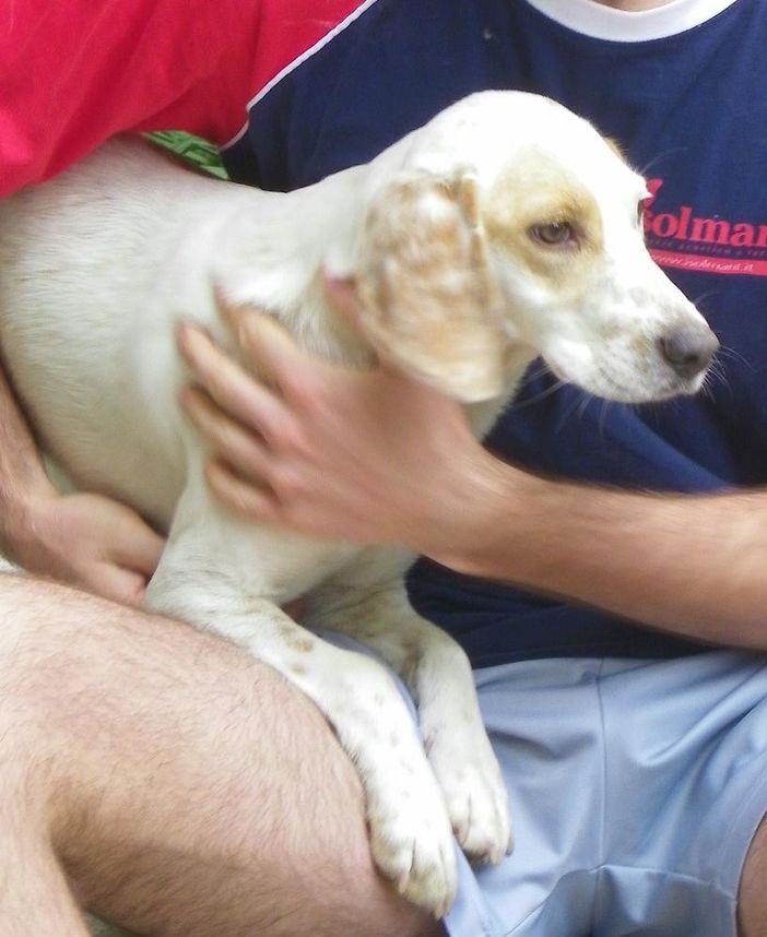 Lana in braccio al suo padrone