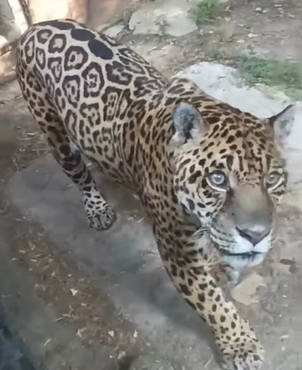 Regina il giaguaro da record del Parco Safari delle Langhe è tornata in piena forma, ecco il video [VIDEO]