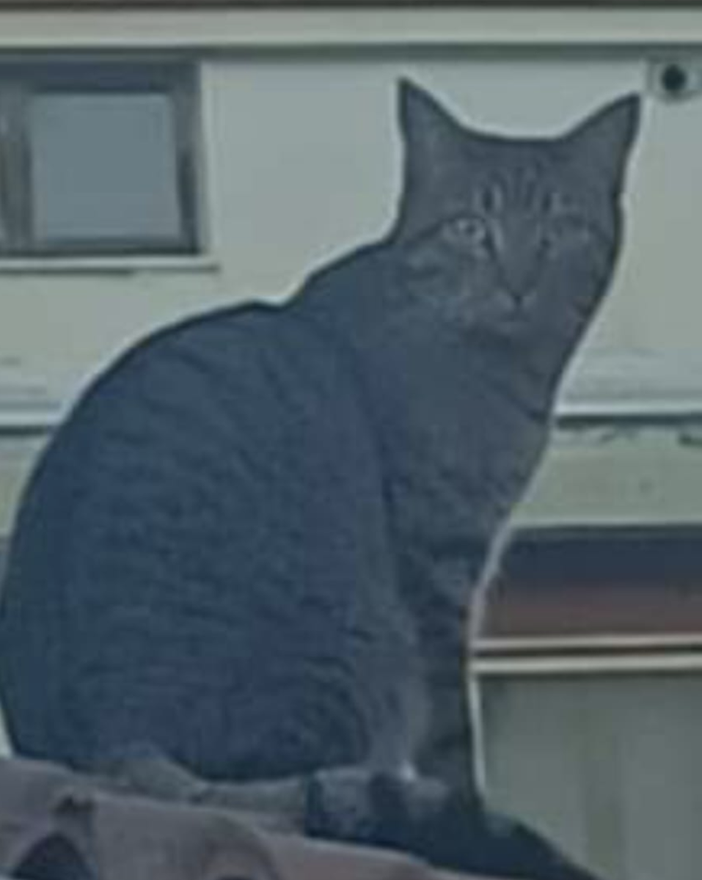 A Cervasca si cerca Coccolino, gatto castrato di circa due anni A Cervasca si cerca Coccolino, gatto castrato di circa due anni