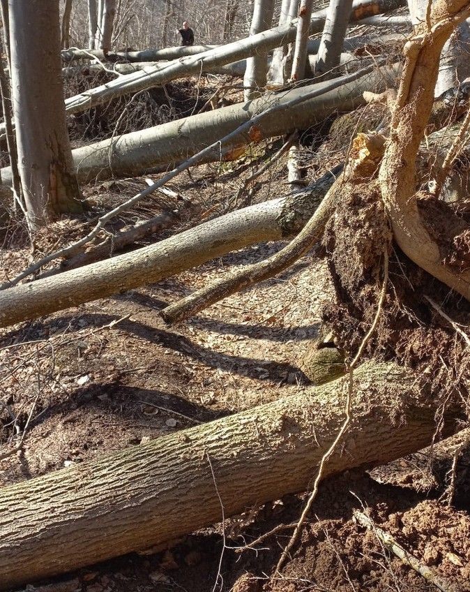 Alberi caduti sui sentieri turistici della valle Stura