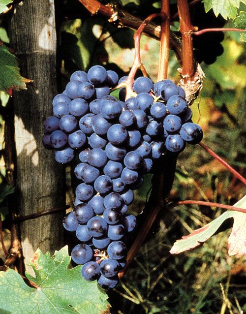 Riscoprire la voglia e la tradizione di fare da soli un buon dolcetto da pasto