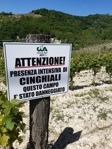 Peste suina, Coldiretti: "Pochi abbattimenti di cinghiali, emergenza senza fine"