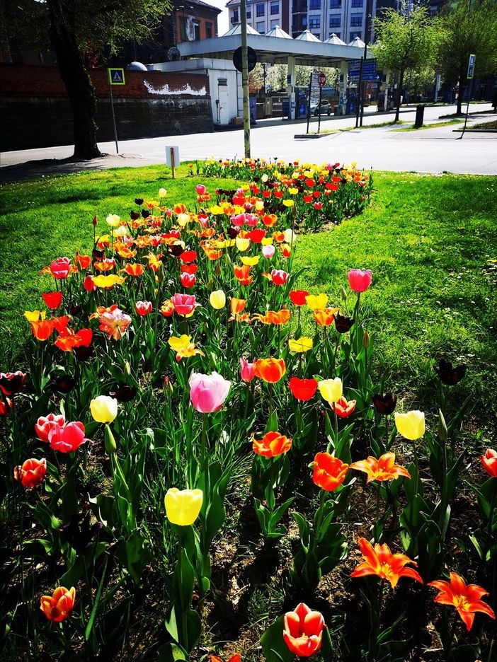 Alba: 3mila bulbi di tulipano donati alla città dal Castello di Pralormo