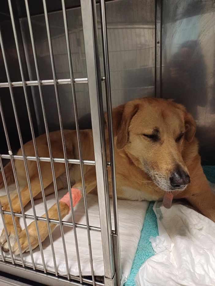 La cana "Lea" La cana "Lea"