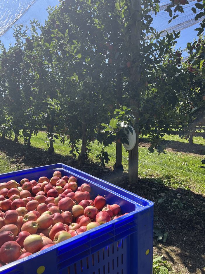 Un’estate favorevole per l’ortofrutta delle cooperative agricole piemontesi