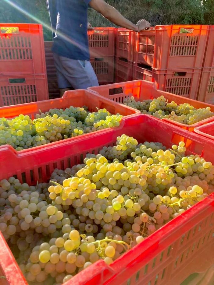 Vendemmia di qualità nel Roero, "ma lo sguardo resta vigile sui mercati"