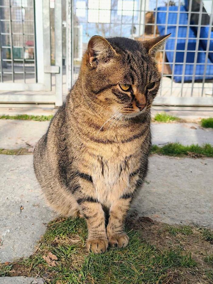 Alba, appello dal gattile: Polpetta cerca una casa che la accolga