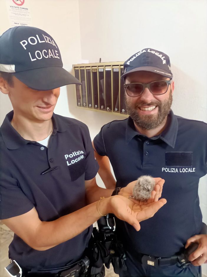 Cuneo, la polizia Locale recupera un piccolo gufo in corso Dante