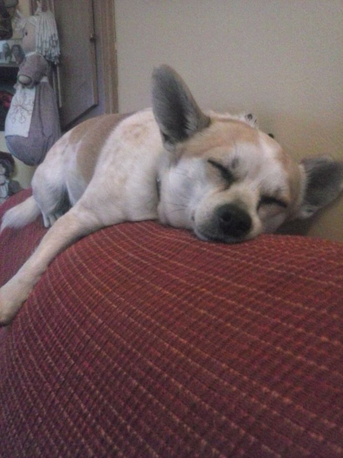 Ritrovato il cane di Roaschia disperso grazie all'articolo di Targatocn