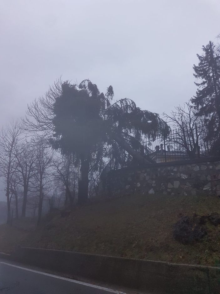 Raffiche di vento fino a 100 km/h: a Garessio cade un albero di 20 metri Raffiche di vento fino a 100 km/h: a Garessio cade un albero di 20 metri