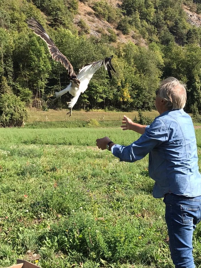 Curato al Cras di Bernezzo, uno splendido esemplare di biancone ha ripreso il suo lungo viaggio verso l'Africa