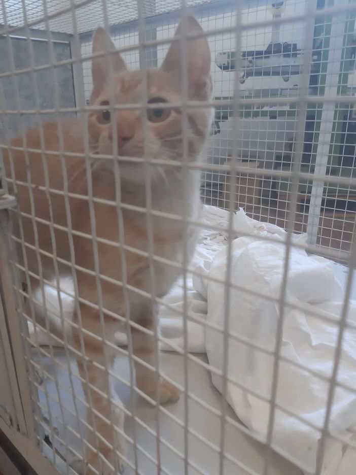 Savigliano, apericena benefico per i mici di strada e cani bisognosi Savigliano, apericena benefico per i mici di strada e cani bisognosi