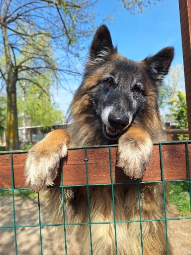 Cercasi una famiglia per un bellissimo pastore belga super coccolone
