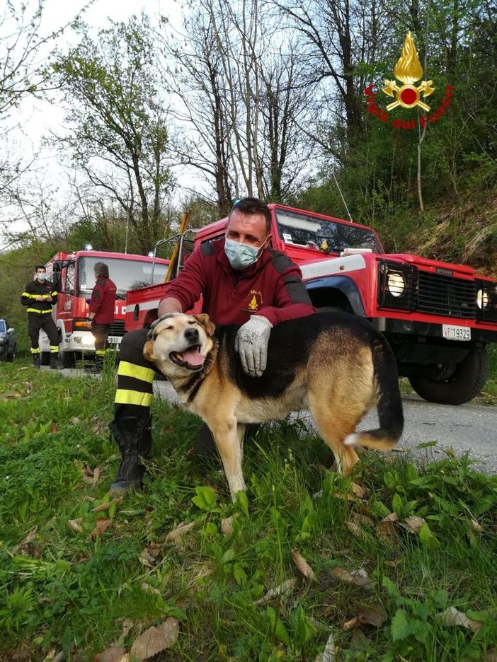 Barge, cane bloccato su un albero: salvato dai Vigili del Fuoco