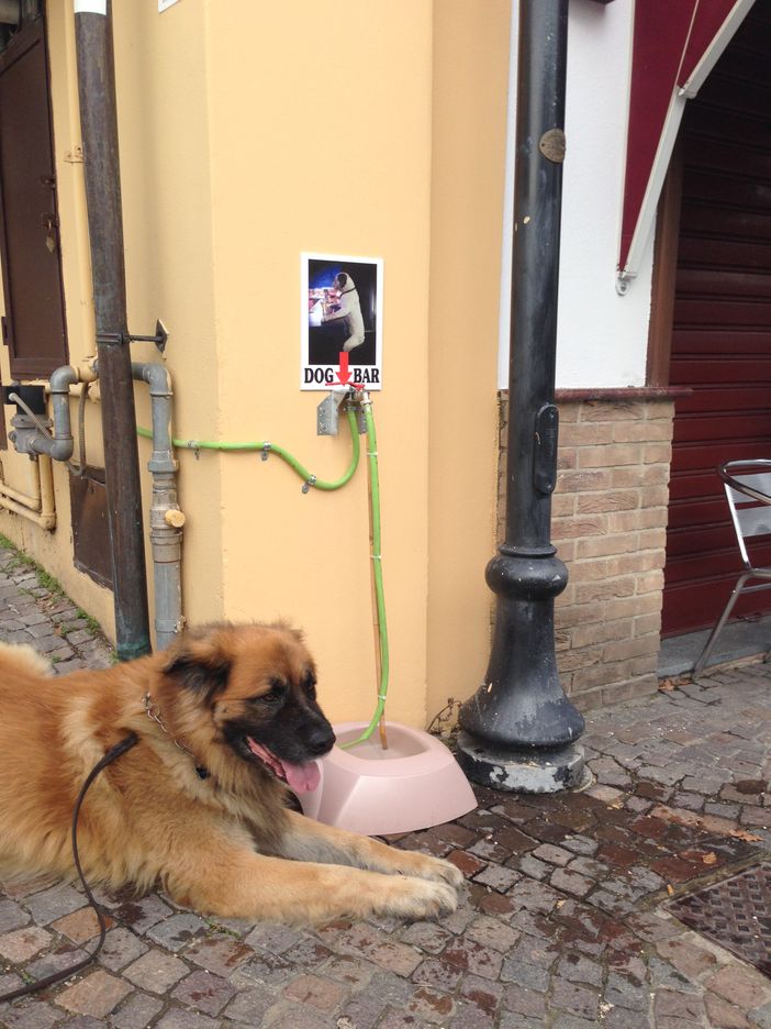 Un cliente del Dog Bar