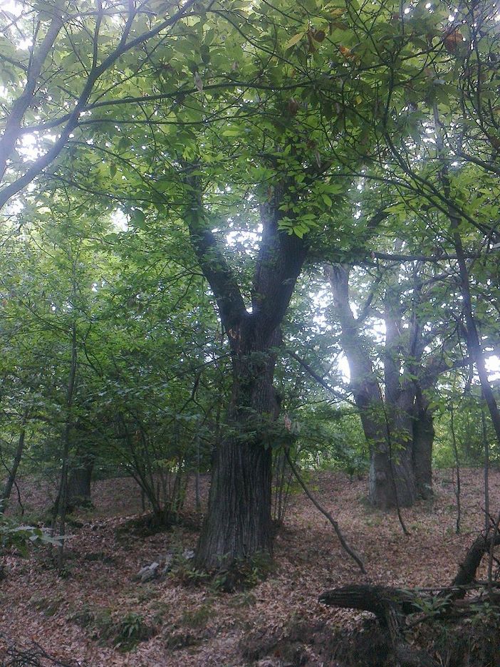 Viola: è calamità naturale per la castanicoltura in vallata