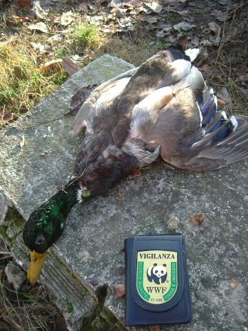 Lo splendido esemplare di germano reale abbattuto