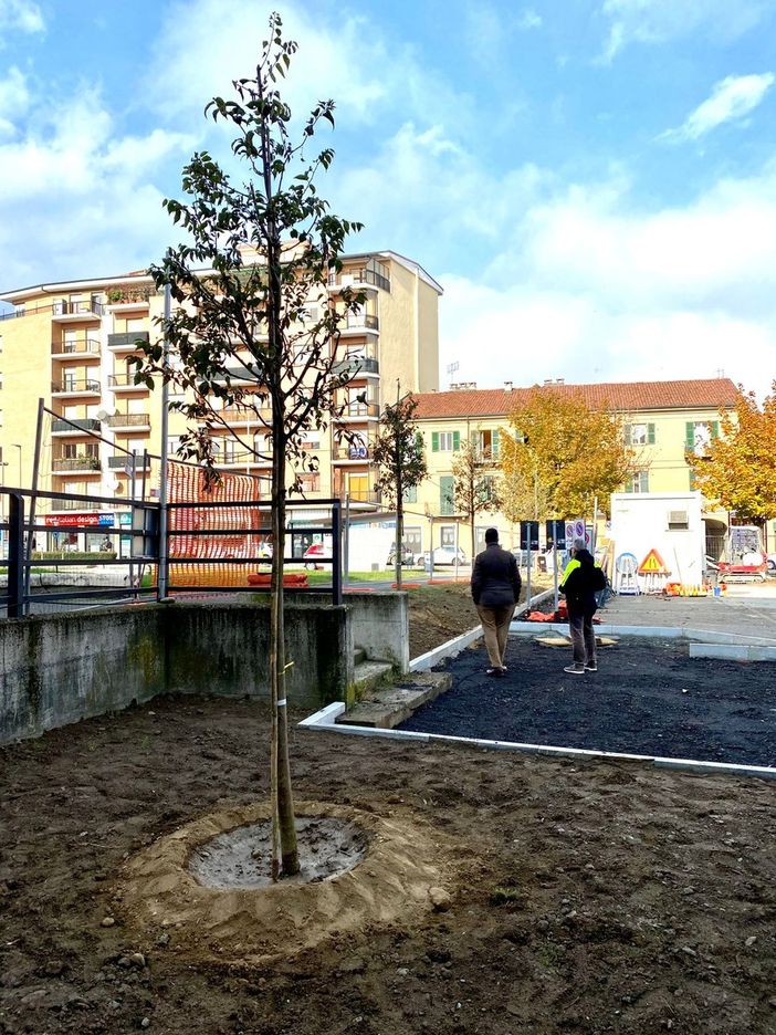 A Saluzzo si pianta un ginko per la festa degli alberi, portando a 3677 il totale delle piante in città