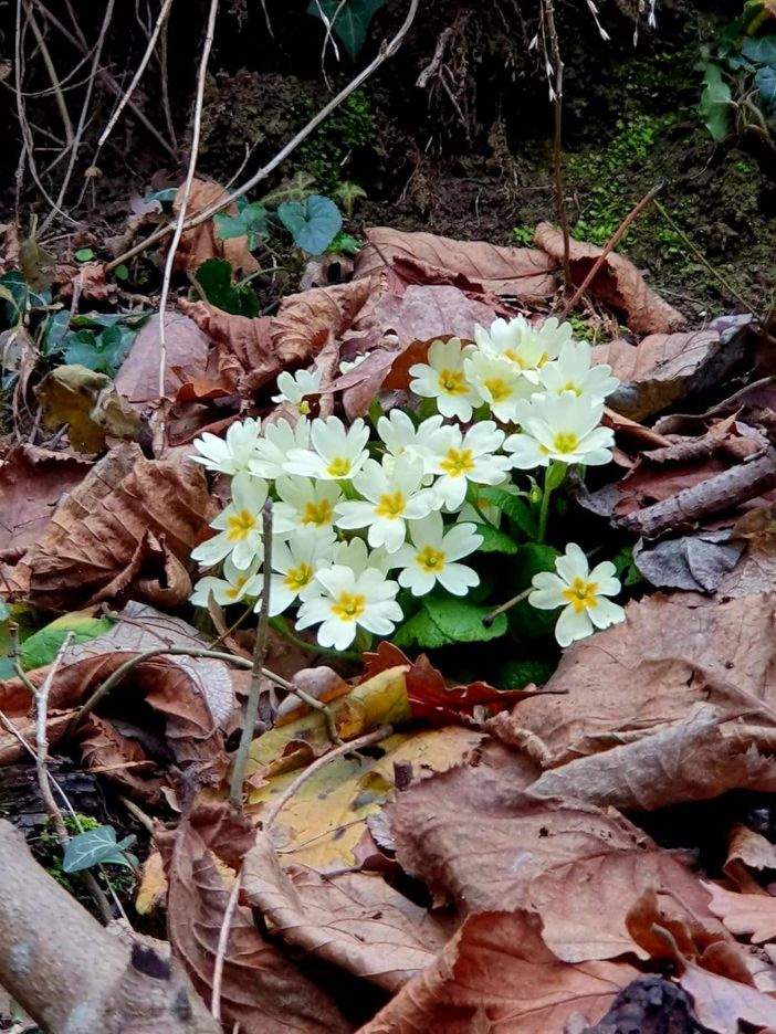 Prove tecniche di primavera: sbocciano le primule nelle Langhe a gennaio