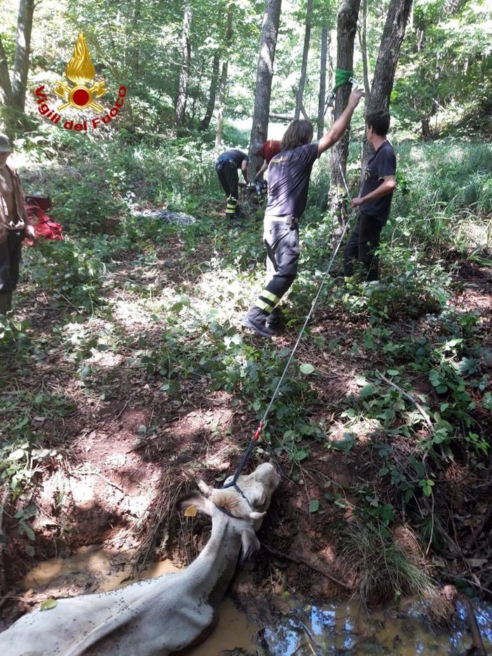 Vigili del fuoco impegnati nel recupero di una vacca in un'aree boschiva tra Chiusa Pesio e Pianfei