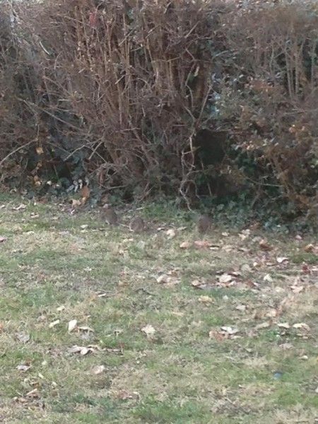 Continua l'avvistamento di topi a Cuneo: intervento urgente nei giardini pubblici in zona Inps