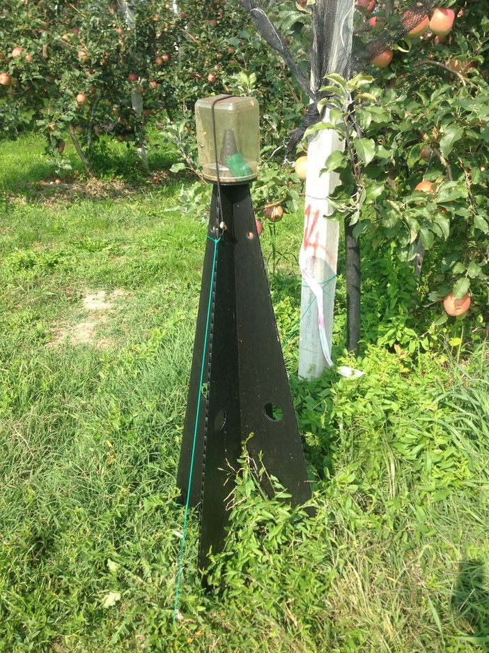 Cimice asiatica: prosegue anche nel 2021 il monitoraggio sul territorio piemontese