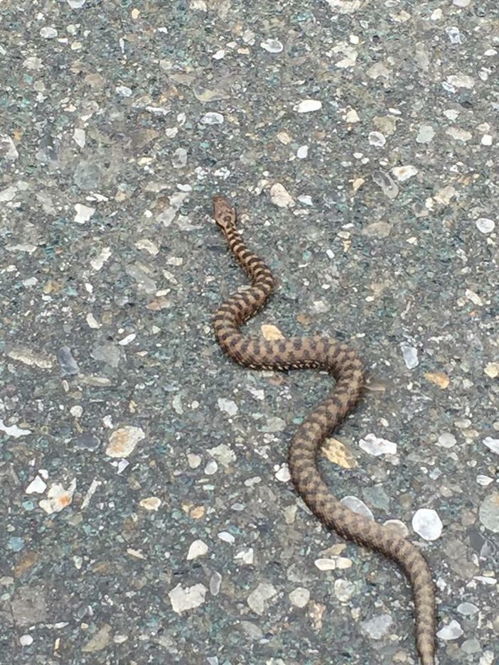 Vipera nel vano motore di un'auto a Panice di Limone: catturata e liberata