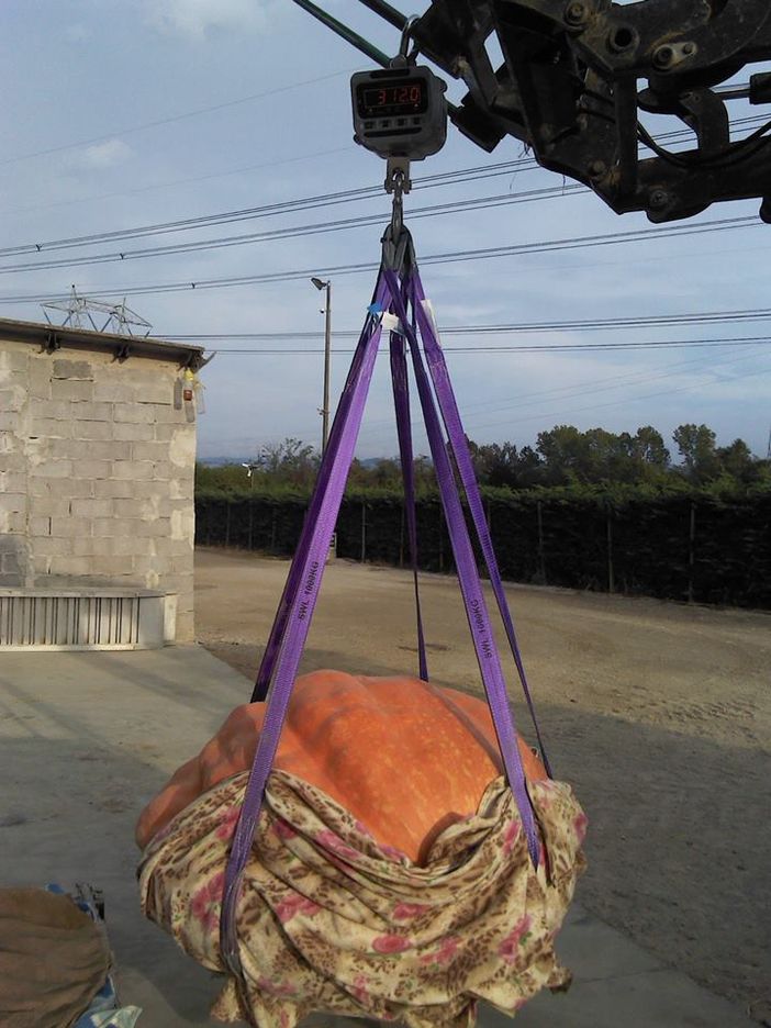 Zucche giganti a Piozzo: 351 kg la più pesante, coltivata da un 24enne