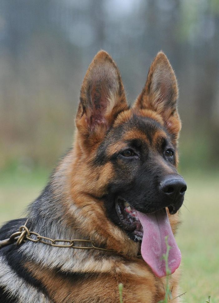 Fossano: 1° Raduno Amatoriale di bellezza del Pastore Tedesco