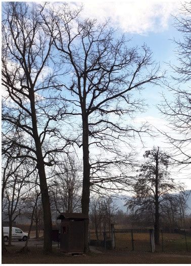 Abbattute querce storiche al Parco Rifreddo di Beinette Abbattute querce storiche al Parco Rifreddo di Beinette