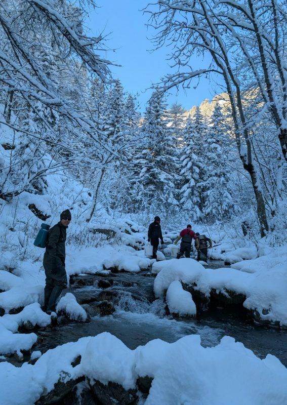 Il personale della Provincia in Valle Stura per il prelievo dei gameti delle trote fario di ceppo mediterraneo