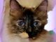 Aviaria, muore gatto in Oregon: ritirato cibo crudo congelato