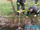 Garessio, cinghiale rimane incastrato in uno scolmatore: soccorso e rimesso in libertà
