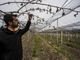 Un produttore di kiwi mostra le piante bruciate dal gelo