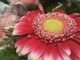 Una gerbera Una gerbera
