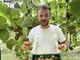 Kiwi giallo Haegeum, la nuova frontiera della frutticoltura piemontese Kiwi giallo Haegeum, la nuova frontiera della frutticoltura piemontese