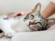 Il linguaggio del gatto: un corso gratuito promosso dall'Ordine dei Medici Veterinari della Provincia di Cuneo Il linguaggio del gatto: un corso gratuito promosso dall'Ordine dei Medici Veterinari della Provincia di Cuneo