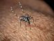 West Nile, Bassetti: "Non è finita, avremo casi fino a ottobre" West Nile, Bassetti: "Non è finita, avremo casi fino a ottobre"