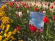 Alba: fioriti i bulbi di tulipano donati dal Castello di Pralormo Alba: fioriti i bulbi di tulipano donati dal Castello di Pralormo