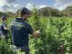 Scoperta nel Sassarese maxi piantagione di marijuana da 4.600 piante Scoperta nel Sassarese maxi piantagione di marijuana da 4.600 piante