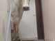La mucca Donoga sulle scale al terzo piano di un condominio di Limone