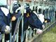 “Dinamiche di mercato e competitività della filiera lattiero-casearia italiana”: a Marene il convegno di Confagricoltura Piemonte, Cuneo e Torino