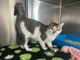 Gatto smarrito a Piobesi d’Alba: appello per ritrovare Dusan