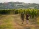 Turisti a spasso tra i vigneti (foto MIkael Masoero, Archivio Ente Turismo Lmr)