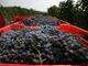 Il frutto della vendemmia delle uve nebbiolo