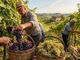 Vendemmia (immagine generica) Vendemmia (immagine generica)